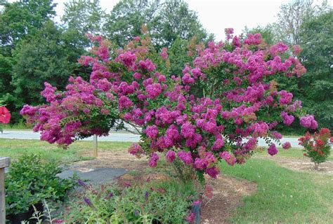 Cultivating Wine Colored Magic Crape Myrtle in Different Climatic Conditions